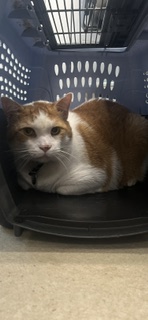 Shelter Stray Male Cat last seen ALAMANCE COUNTY, 221 Stone Quarry Rd, Burlington, NC 27217, USA