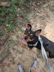 Shelter Stray Female Dog last seen Near BLOCK 1ST STREET, 3528 Newburg Rd, Louisville, KY 40218, USA