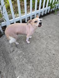 Lost Female Dog last seen 141st and NW 5 place, North Miami, FL 33168