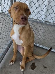 Shelter Stray Female Dog last seen Near BLOCK CAMINOS ST, BAKERSFIELD CA 93307, 3951 Fruitvale Ave, Bakersfield, CA 93308, USA