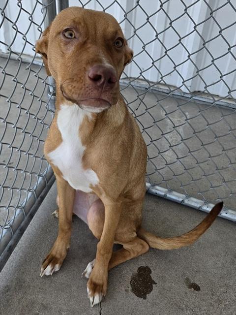 Shelter Stray Female Dog last seen Near BLOCK CAMINOS ST, BAKERSFIELD CA 93307, 3951 Fruitvale Ave, Bakersfield, CA 93308, USA