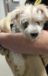 Shelter Stray Female Dog last seen Near BLOCK ADRIAN DR/ WINCHESTER RD, 4950 SW Triana Blvd, Huntsville, AL 35805, USA