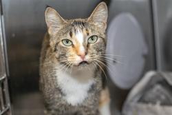 Shelter Stray Female Cat last seen CHARLOTTE, 8315 Byrum Dr, Charlotte, NC 28217, USA