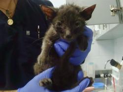 Shelter Stray Male Cat last seen CHARLOTTE, 8315 Byrum Dr, Charlotte, NC 28217, USA