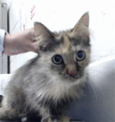 Shelter Stray Female Cat last seen Near BLOCK MARITA DR, FAYETTEVILLE NC 28301, 4704 Corporation Dr, Fayetteville, NC 28306, USA