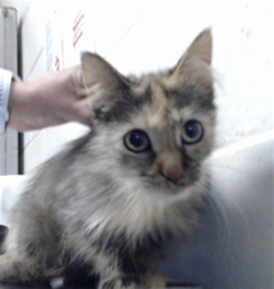 Shelter Stray Female Cat last seen Near BLOCK MARITA DR, FAYETTEVILLE NC 28301, 4704 Corporation Dr, Fayetteville, NC 28306, USA