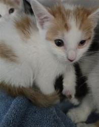 Shelter Stray Male Cat last seen J AND 14 ST, 333 Chandler Pl, San Bernardino, CA 92408, USA