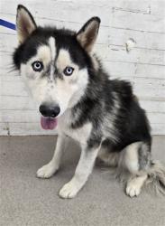 Shelter Stray Male Dog last seen KENDALL AVE AND NORTH CAMPUS PKWY, 333 Chandler Pl, San Bernardino, CA 92408, USA