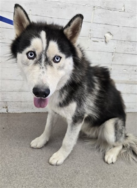 Shelter Stray Male Dog last seen KENDALL AVE AND NORTH CAMPUS PKWY, 333 Chandler Pl, San Bernardino, CA 92408, USA