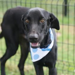 Shelter Stray Male Dog last seen Near BLOCK STONEHAVEN DR, 4710 TX-151, San Antonio, TX 78227, USA