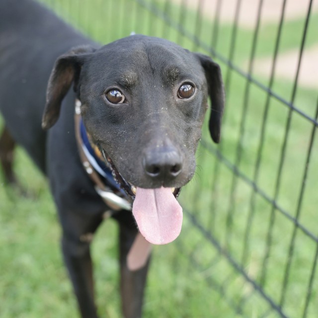 Shelter Stray Male Dog last seen Near BLOCK KING WILLIAM, 4710 TX-151, San Antonio, TX 78227, USA