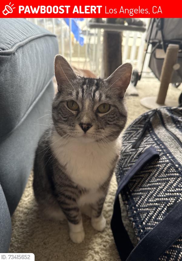 Lost Male Cat last seen Tujunga, Los Angeles, CA 91601