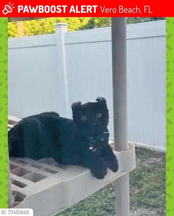 Lost Female Cat last seen 23rd Ave 4th Street, Vero Beach, FL 32962