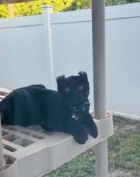 Lost Female Cat last seen 23rd Ave 4th Street, Vero Beach, FL 32962
