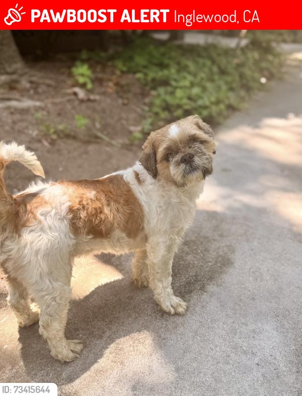 Lost Male Dog last seen Near W Cory Dr Inglewood, Inglewood, CA 90045