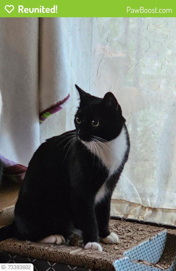 Reunited Female Cat last seen On Chandler Blvd and Evergreen Street in Burbank, California, Burbank, CA 91505