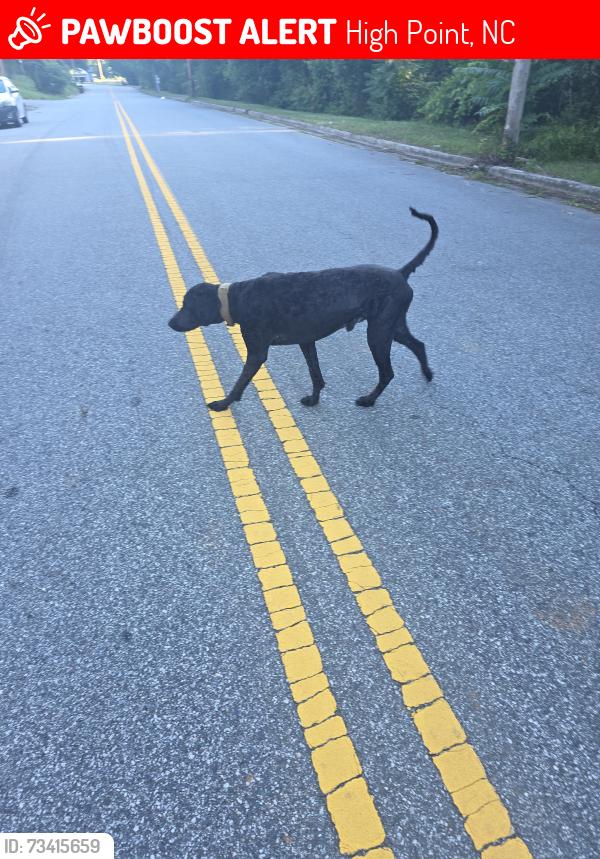 Lost Male Dog last seen Mcguinn y lexington, High Point, NC 27264