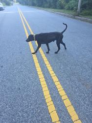 Lost Male Dog last seen Mcguinn y lexington, High Point, NC 27264