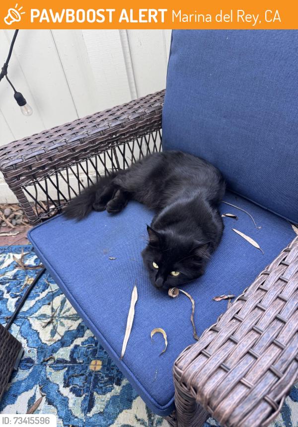 Found/Stray Unknown Cat last seen Washington Blvd., and Via Dolce, Marina del Rey, CA 90292