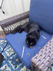 Found/Stray Unknown Cat last seen Washington Blvd., and Via Dolce, Marina del Rey, CA 90292