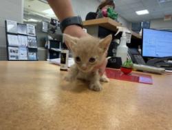 Shelter Stray Male Cat last seen Near Rosemont St in backyard, 75149, TX, 1650 Gross Rd, Mesquite, TX 75149, USA