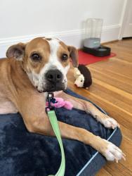 Shelter Stray Female Dog last seen , , GA, 3280 Chamblee Dunwoody Rd, Chamblee, GA 30341, USA