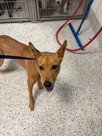 Shelter Stray Female Dog last seen Near M.L.K Jr. Dr, Atlanta, GA, 1251 Fulton Industrial Blvd NW, Atlanta, GA 30336, USA