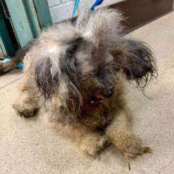 Shelter Stray Female Dog last seen Near E 9th St (FoodMaxx parking lot), Oakland, CA, 1101 29th Ave, Oakland, CA 94601, USA