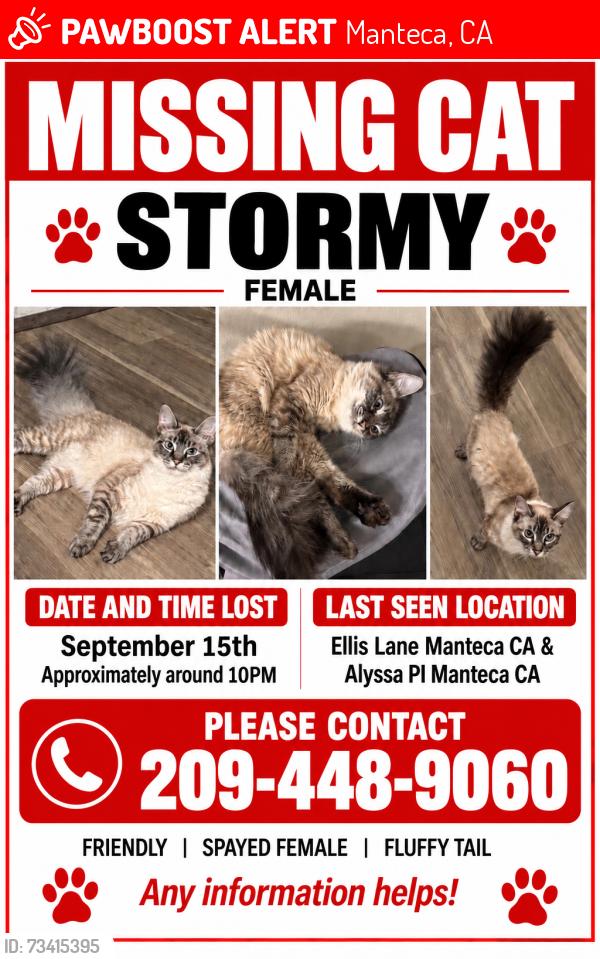 Lost Female Cat last seen Near Stonum lane Manteca ca, Manteca, CA 95337