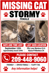 Lost Female Cat last seen Near Stonum lane Manteca ca, Manteca, CA 95337