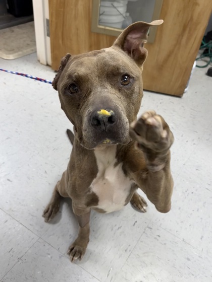 Shelter Stray Male Dog last seen Parkview Lanes Bowling Alley, Holder, FL, 4030 S Airport Rd, Inverness, FL 34450, USA