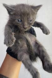 Shelter Stray Male Cat last seen Near Keltner, CITY of El Paso, TX, 5001 Fred Wilson Ave, El Paso, TX 79906, USA