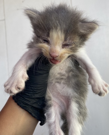 Shelter Stray Male Cat last seen Near Keltner, CITY of El Paso, TX, 5001 Fred Wilson Ave, El Paso, TX 79906, USA