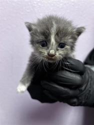Shelter Stray Female Cat last seen Near Grace Pl, CITY of El Paso, TX, 5001 Fred Wilson Ave, El Paso, TX 79906, USA