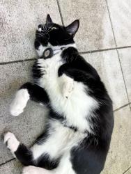 Reunited Male Cat last seen Near west Viewmont way west, Seattle, WA 98199