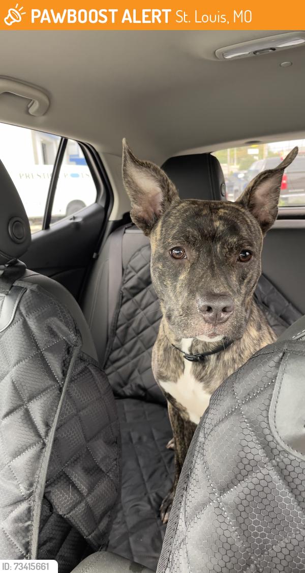 Found/Stray Unknown Dog last seen Vermont & Loughborough, St. Louis, MO 63111