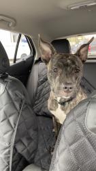 Found/Stray Unknown Dog last seen Vermont & Loughborough, St. Louis, MO 63111