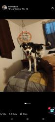 Lost Male Dog last seen Harrison, Colorado Springs, CO 80907