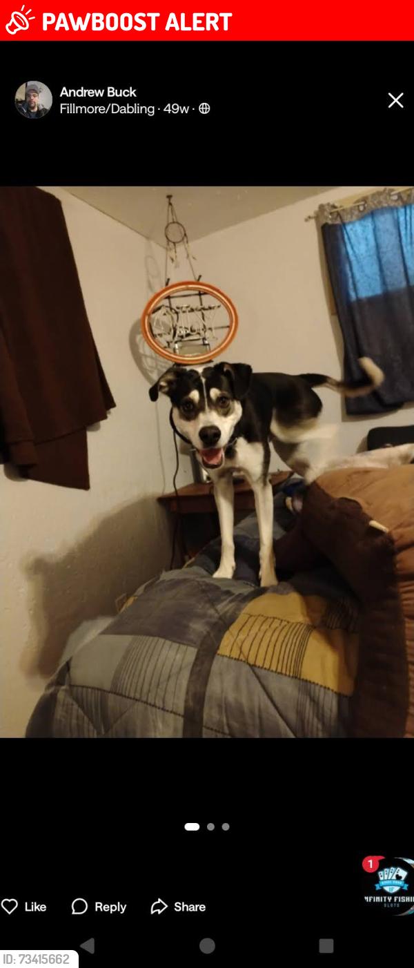Lost Male Dog last seen Harrison, Colorado Springs, CO 80907