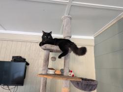 Lost Male Cat last seen Allen Park elementary School, Fort Myers, FL 33901