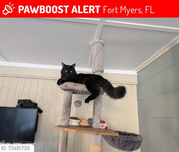 Lost Male Cat last seen Allen Park elementary School, Fort Myers, FL 33901