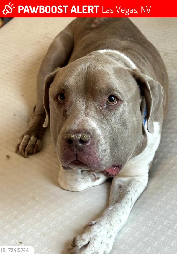 Lost Male Dog last seen Centennial park gated area, Las Vegas, NV 89149