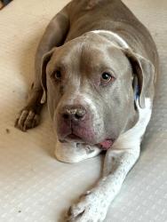 Lost Male Dog last seen Centennial park gated area, Las Vegas, NV 89149
