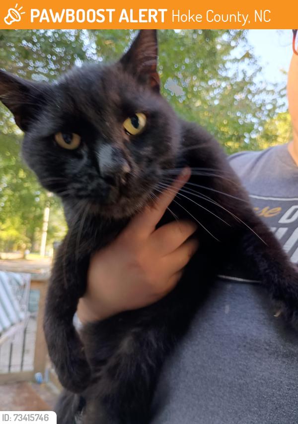 Found/Stray Male Cat last seen Hwy 211, Hoke County, NC 28376