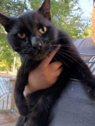 Found/Stray Male Cat last seen Hwy 211, Hoke County, NC 28376