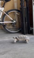 Lost Male Reptile last seen Washington and Valley View, Las Vegas, NV 89108