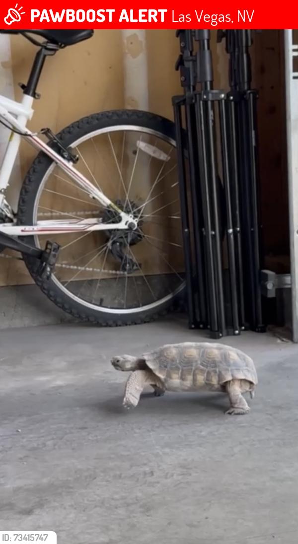 Lost Male Reptile last seen Washington and Valley View, Las Vegas, NV 89108