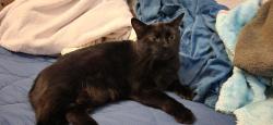 Lost Female Cat last seen Oersted Rd NE, Idalia Rd NE, Rio Rancho, NM 87144