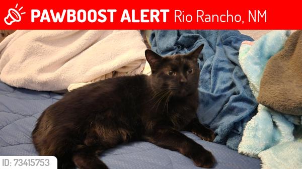 Lost Female Cat last seen Oersted Rd NE, Idalia Rd NE, Rio Rancho, NM 87144