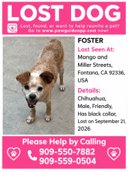 Lost Male Dog last seen Mango and Miller, Fontana CA, Fontana, CA 92336